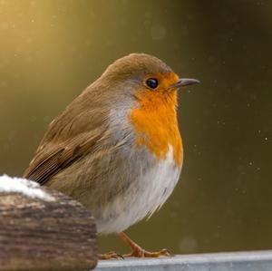 European Robin