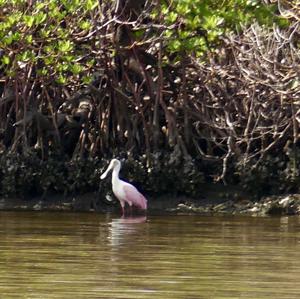 Roseate Spoonbill