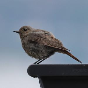 Black Redstart