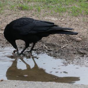 Carrion Crow