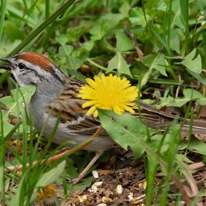 Chipping Sparrow