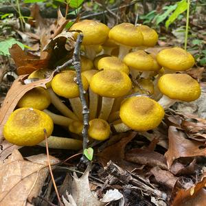 Honey Fungus