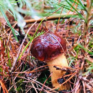 Bay Bolete