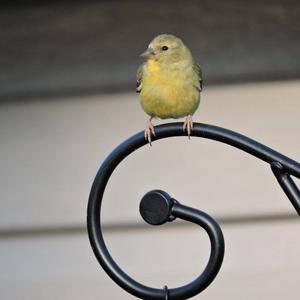 American Goldfinch