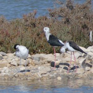 Black-winged Stilt