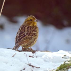 Yellowhammer