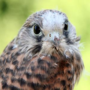 Common Kestrel