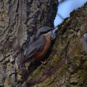 Wood Nuthatch