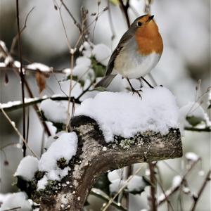 European Robin