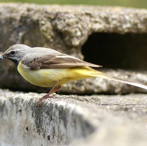 Grey Wagtail