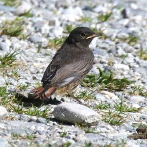 Black Redstart