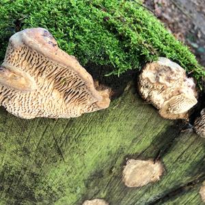 Thick-maze Oak polypore