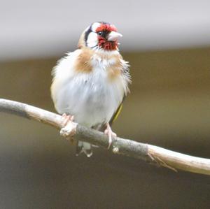 European Goldfinch