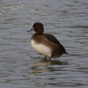 Tufted Duck