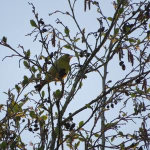 European Greenfinch