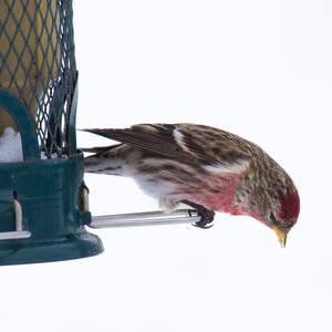 Common Redpoll