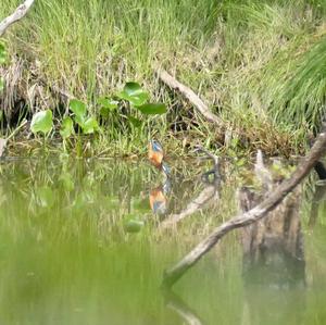 Common Kingfisher