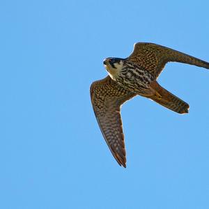 Eurasian Hobby