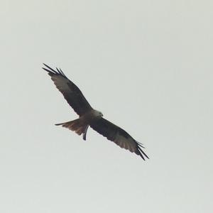 Red Kite