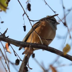 Rock Bunting