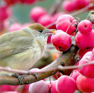 Blackcap