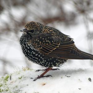 Common Starling