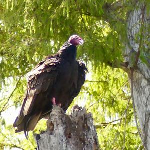 Turkey Vulture