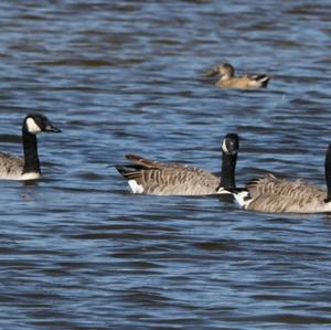 Canada Goose