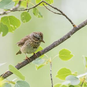 Lincoln's Sparrow