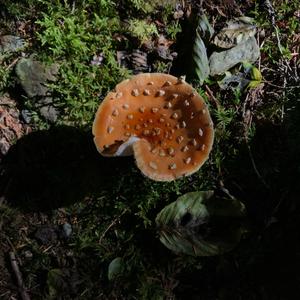 Fly Agaric