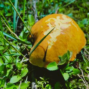 Larch Suillus