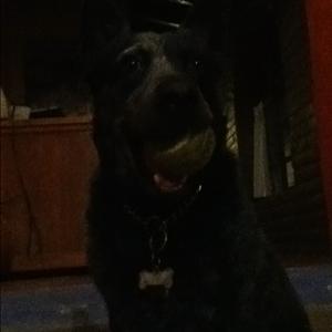 Unknown Breed