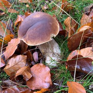 King Bolete