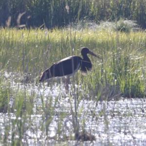 Black Stork