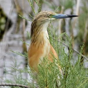 Squacco Heron