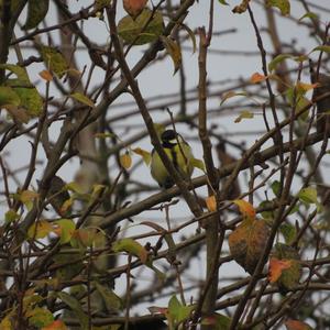 Great Tit