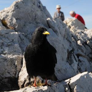 Yellow-billed Chough