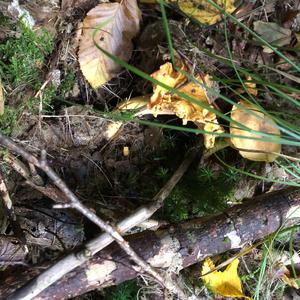 Chanterelle, Common