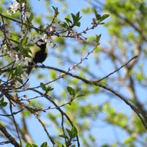 Great Tit