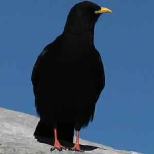 Yellow-billed Chough