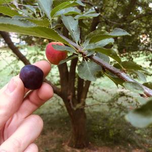 Plum (Common)