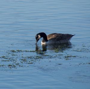 Canada Goose