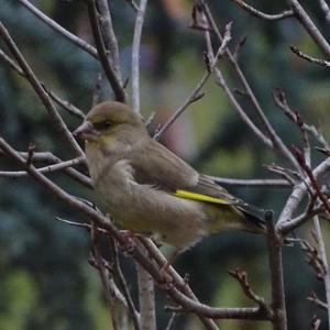 European Greenfinch