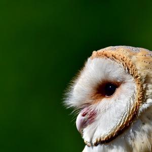 Barn Owl