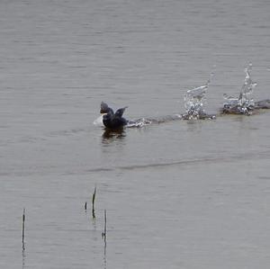 Little Grebe