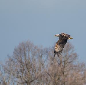 White-tailed Eagle