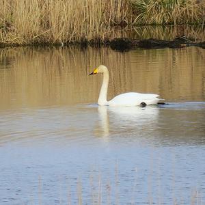 Whooper Swan