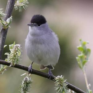 Blackcap