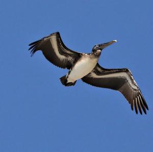 Brown Pelican