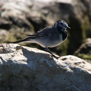 White Wagtail